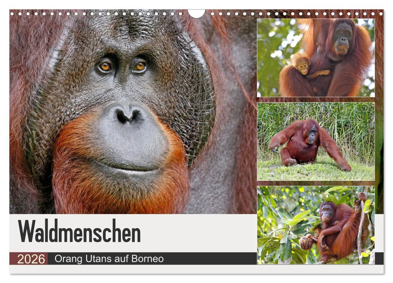 Cover: 9783457853399 | Waldmenschen - Orang Utans auf Borneo (Wandkalender 2026 DIN A3...